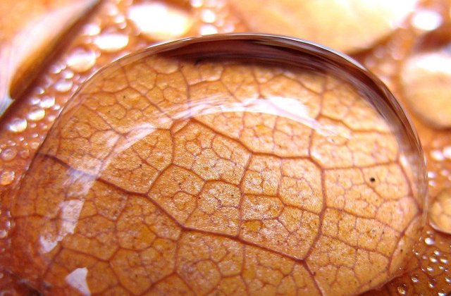 O fetita de 10 ani a murit din cauza unei infectii provocate de o amiba "devoratoare de creier"