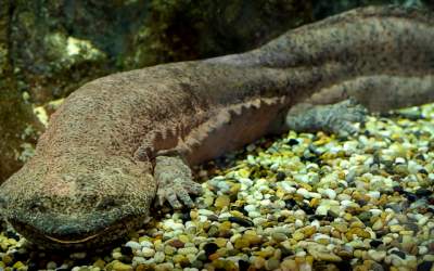 O specie de salamandra recent...