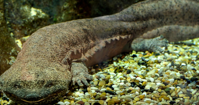 O specie de salamandra recent identificata ar fi cel mai mare amfibian din lume