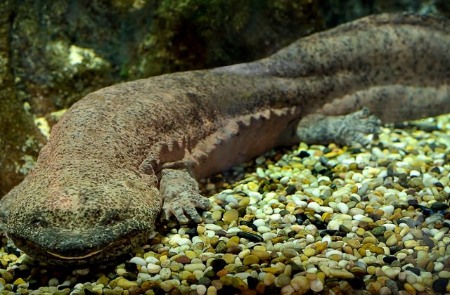 O specie de salamandra recent identificata ar fi cel mai mare amfibian din lume