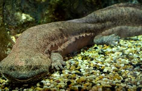 O specie de salamandra recent identificata ar fi cel mai mare amfibian din lume