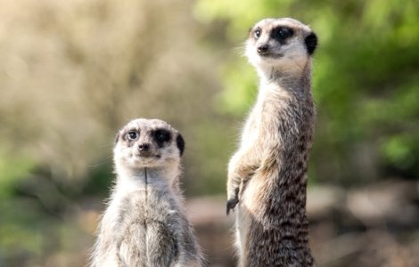  Top  Mereu cu ochii in patru: 10+ imagini care demonstreaza ca suricatele sunt cele mai curioase animale