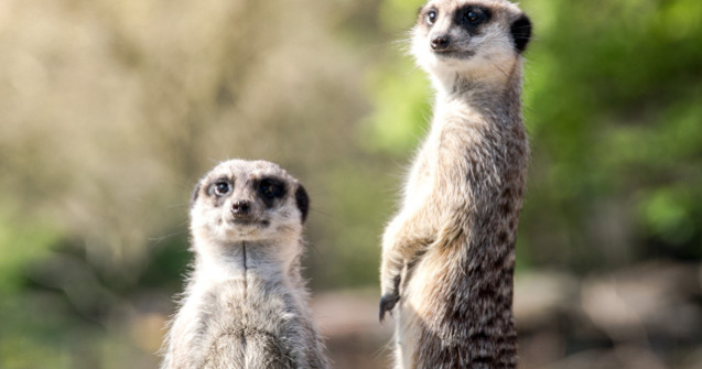  Top  Mereu cu ochii in patru: 10+ imagini care demonstreaza ca suricatele sunt cele mai curioase animale