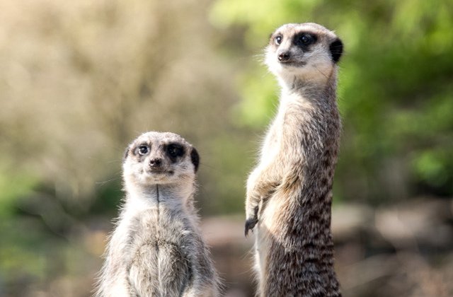 Mereu cu ochii in patru: 10+ imagini care demonstreaza ca suricatele sunt cele mai curioase animale
