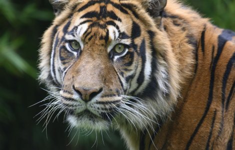 Thailanda: Templul Tigrilor invinuieste guvernul pentru decesul tigrilor confiscati de autoritati