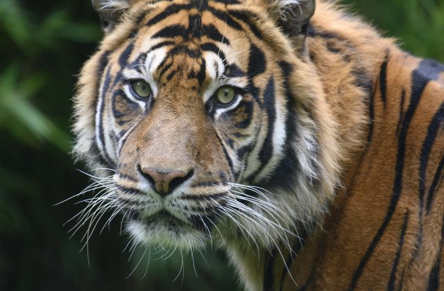 Thailanda: Templul Tigrilor invinuieste guvernul pentru decesul tigrilor confiscati de autoritati