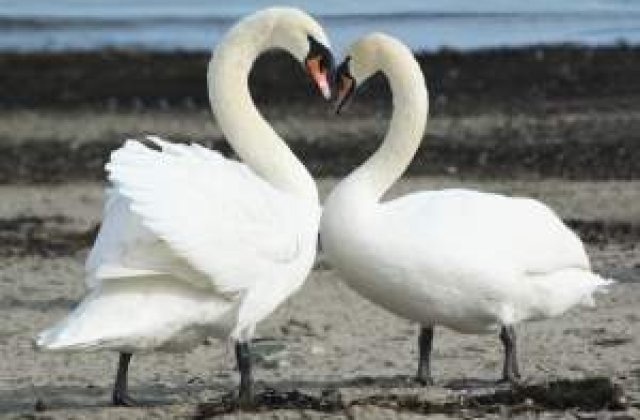 Cinci specii de animale care practica homosexualitatea