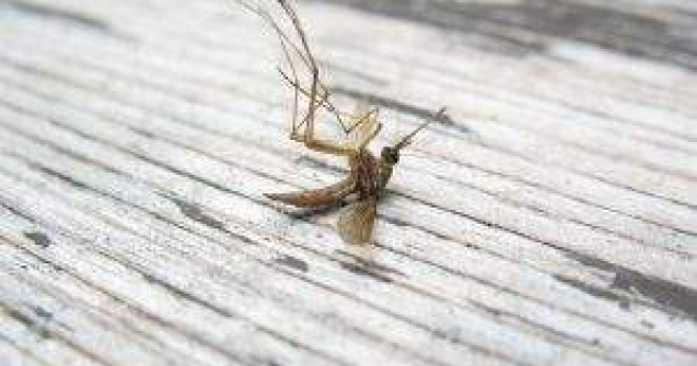 Grecia: Febra denga reapare dupa 85 de ani si provoaca primul deces