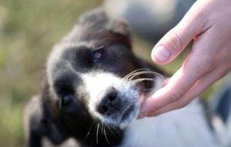 Cat de puternica este legatura empatica dintre caini si oameni?