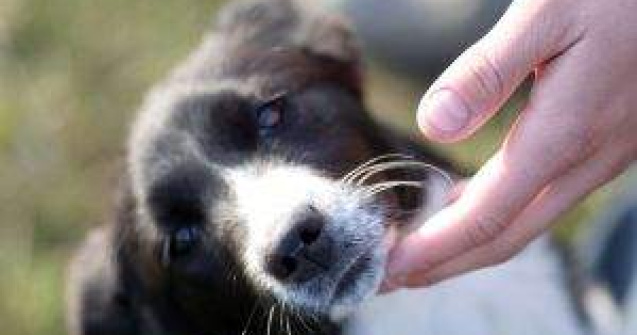 Cat de puternica este legatura empatica dintre caini si oameni?