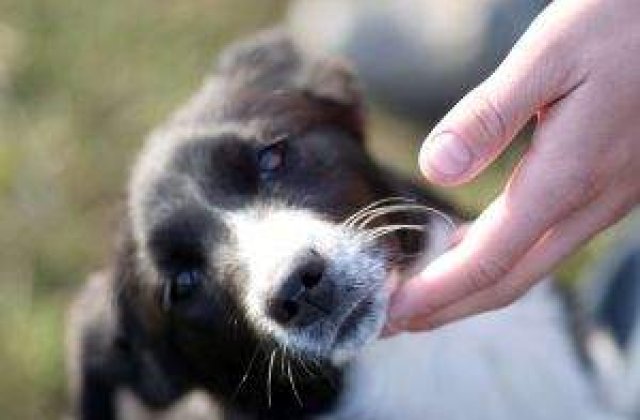 Cat de puternica este legatura empatica dintre caini si oameni?