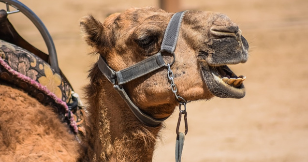 Doua maimute, doi lemuri si o camila, gasite in locuinta lui Nutu Camataru din Sectorul 5