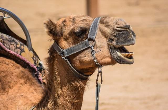 Doua maimute, doi lemuri si o camila, gasite in locuinta lui Nutu Camataru din Sectorul 5