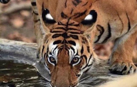  Top  10+ iluzii optice care pot "pacali" si cele mai vigilente persoane