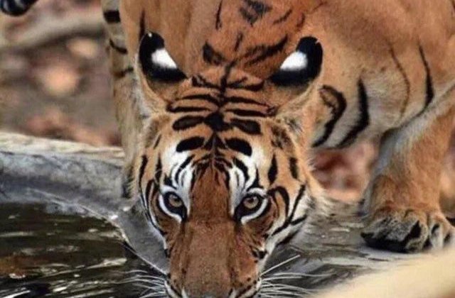 10+ iluzii optice care pot "pacali" si cele mai vigilente persoane