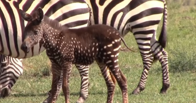 Pui de zebra deosebit: are pete in loc de dungi