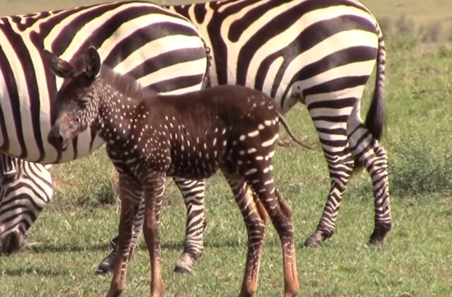 Pui de zebra deosebit: are pete in loc de dungi