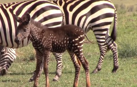 Pui de zebra deosebit: are pete in loc de dungi