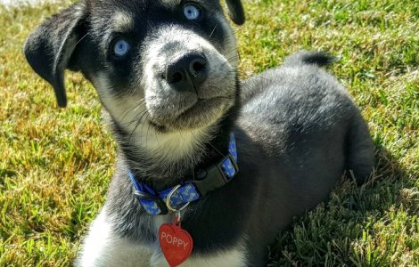  Top  10+ imagini superbe cu rezultatul imperecherii a doua rase de caini diferite