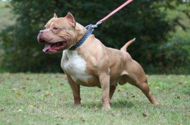 Alba Iulia: Tanara muscata de un pitbull care i-a omorat si cainele