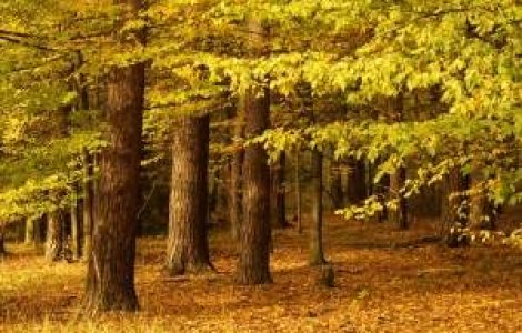 Astenie de toamna? 8 metode sa te energizezi in fiecare zi