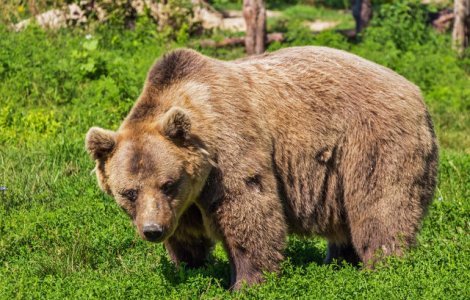 Senat: Ursul a fost inclus, pentru 5 ani, pe lista animalelor ce pot fi vanate in anumite conditii