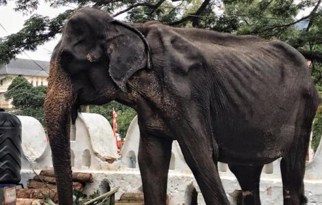 A murit elefantul care speria cu infatisarea sa malnutrita