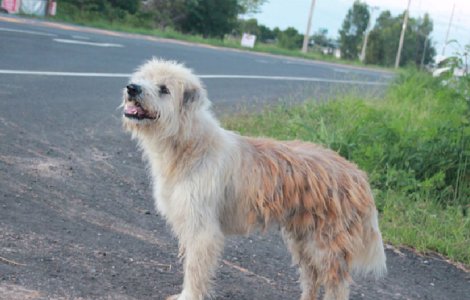 Un caine din Thailanda si-a asteptat stapanii timp de 4 ani intr-o intersectie / VIDEO