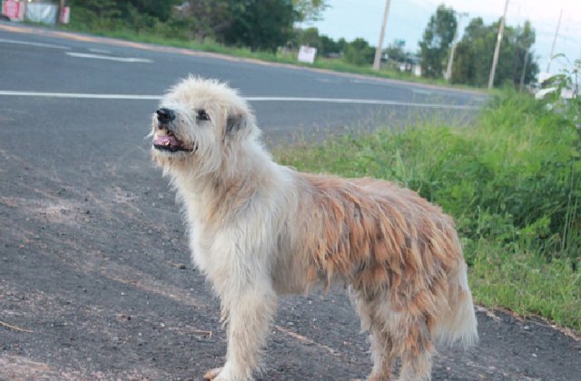 Un caine din Thailanda si-a asteptat stapanii timp de 4 ani intr-o intersectie / VIDEO