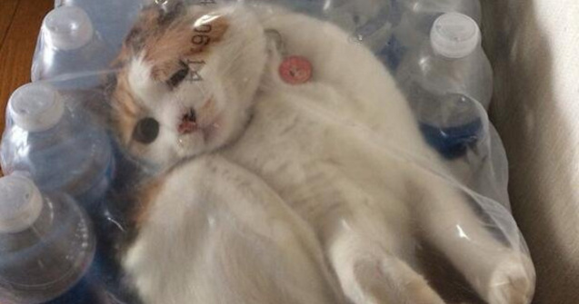  Top  10+1 animale adorabile care au ramas blocate in pozitii hazlii