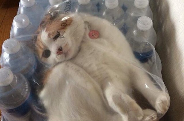 10+1 animale adorabile care au ramas blocate in pozitii hazlii