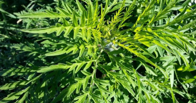 Miting pentru combaterea ambroziei in Parcul Kiseleff. Protestatarii sunt nemultumiti pentru ca legea nu este aplicata