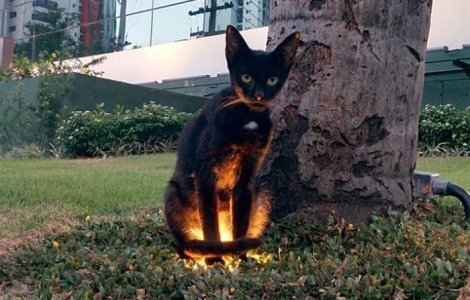  Top  10+ animale surprinse in ipostaze care ar putea speria pe oricine