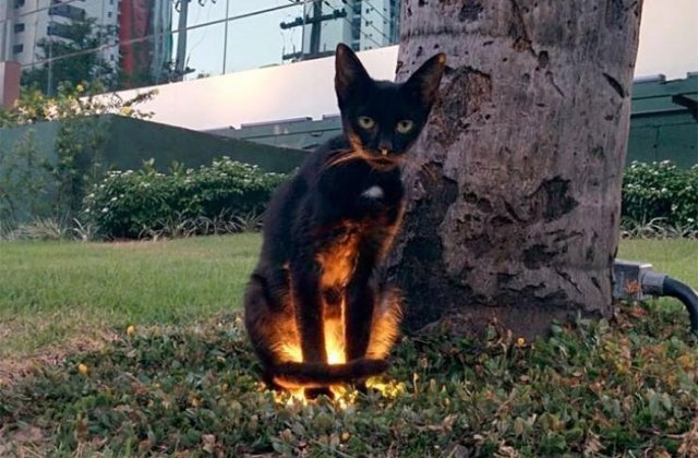 10+ animale surprinse in ipostaze care ar putea speria pe oricine