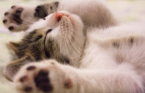  Top  De ce le place pepenele galben? 10 lucruri fascinante pe care cu siguranta NU le stiai despre pisici