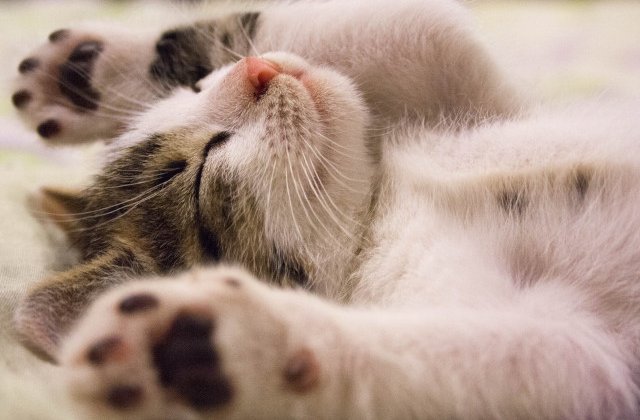 De ce le place pepenele galben? 10 lucruri fascinante pe care cu siguranta NU le stiai despre pisici