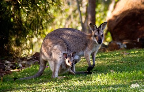 Australia: Cangurii vor fi impuscati pentru a servi drept hrana pentru animalele de companie