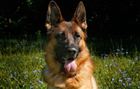 IPJ Vrancea doneaza sase caini ciobanesc german care si-au pierdut aptitudinile de serviciu