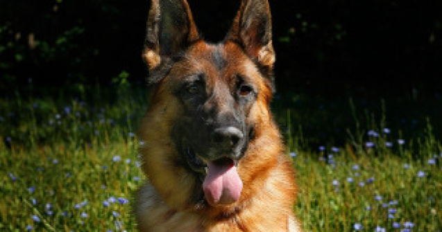 IPJ Vrancea doneaza sase caini ciobanesc german care si-au pierdut aptitudinile de serviciu