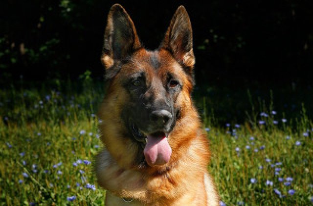 IPJ Vrancea doneaza sase caini ciobanesc german care si-au pierdut aptitudinile de serviciu