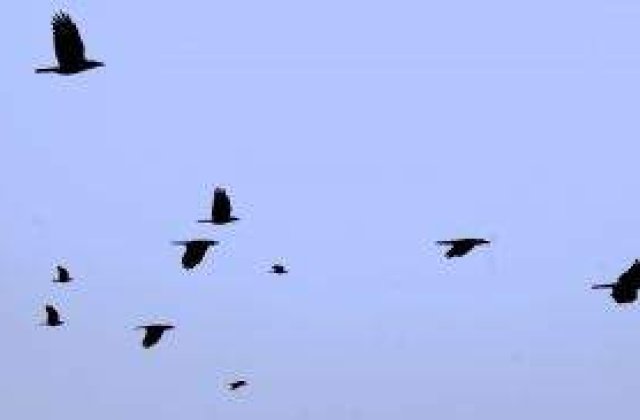 A inceput migratia politica: Un senator a plecat din PDL si s-a afiliat la grupul PNL