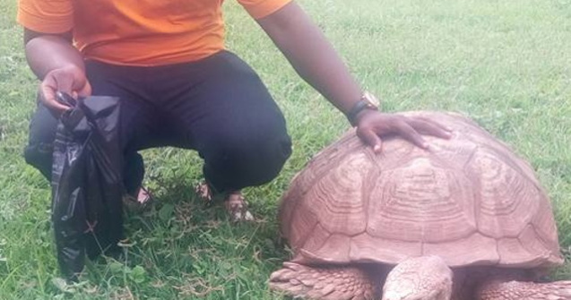 Cea mai batrana broasca testoasa din Africa a murit la 344 de ani