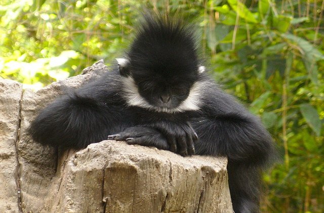 O maimuta dintr-o specie rara s-a nascut la o gradina zoologica din Sydney