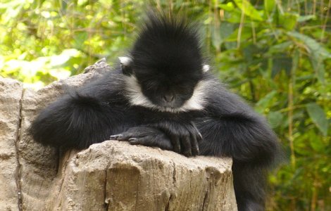 O maimuta dintr-o specie rara s-a nascut la o gradina zoologica din Sydney