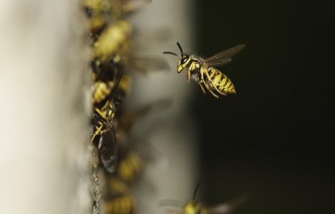 Un padurar din Vaslui a murit dupa ce a fost intepat de viespi
