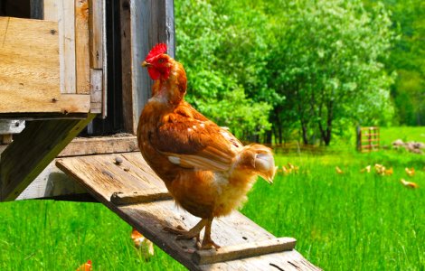 In cate feluri poti gati un pui