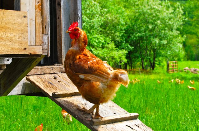 In cate feluri poti gati un pui