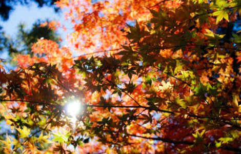 Se incalzeste vremea in urmatoarele doua saptamani