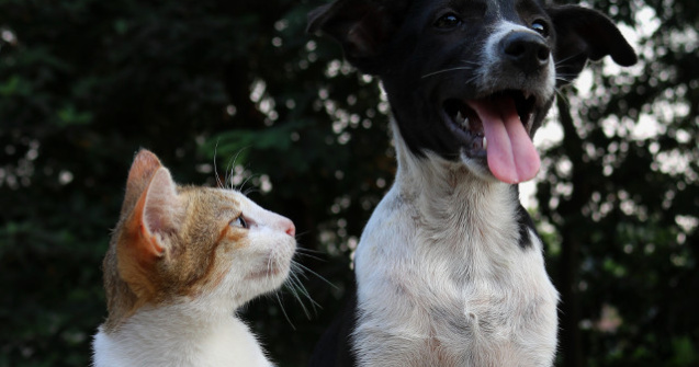 Peste o suta de animale de companie, binecuvantate de preot in Filipine cu ocazia Zilei Animalelor