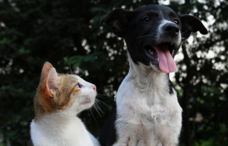 Peste o suta de animale de companie, binecuvantate de preot in Filipine cu ocazia Zilei Animalelor